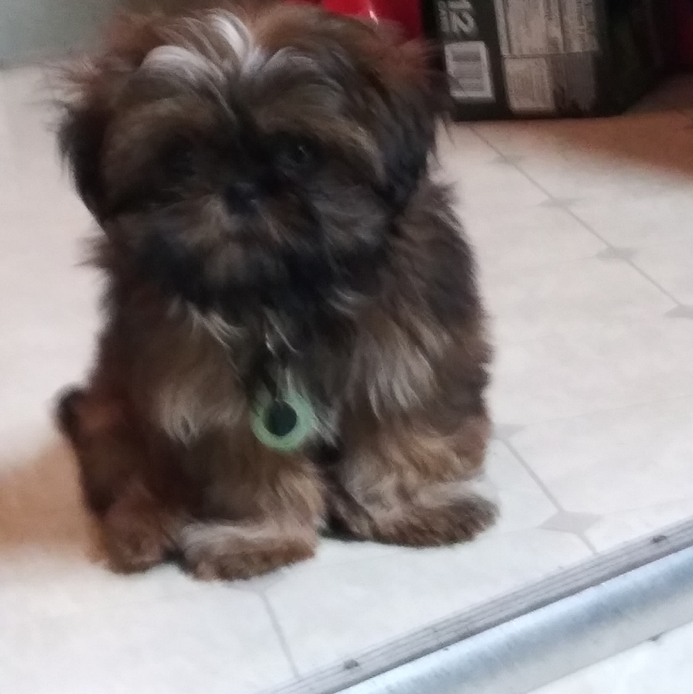 Meet your Posher, Shelly